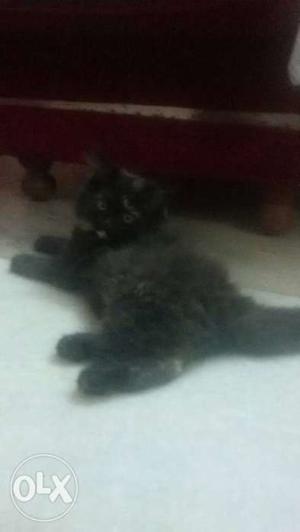 Persian cat (male) for sell