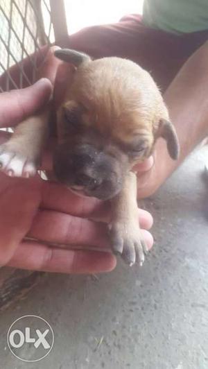 Pitbull pup for sale father.caption(hashmeet's