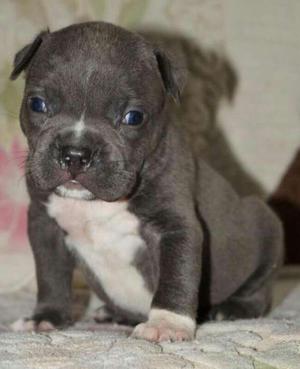 Pitbull puppies try colour and fawn available for