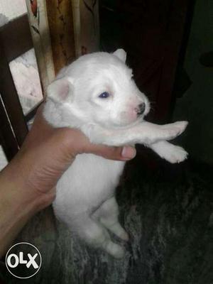 Pom female sale full pure active halthy