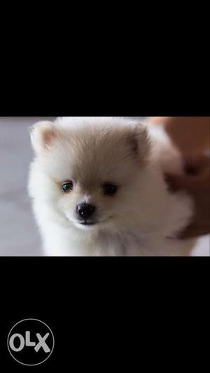 Pomeranian dog available. urgent sell