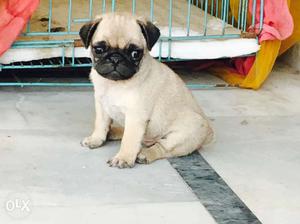 Pug show quality full undernose female pup