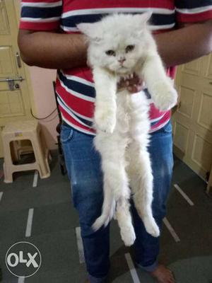 Punch face Persian cat available