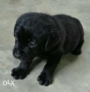 Pure Labrador female puppies available contact