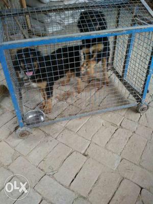 Pure gaddi male and female. pair of dogs sell.