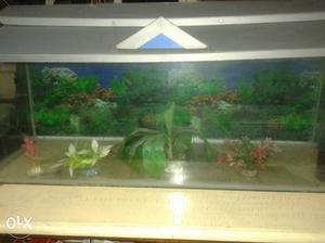 Rectangular Gray Wooden Framed Fish Tank