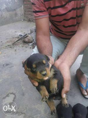 Rot dog sell very gud quality and low price age