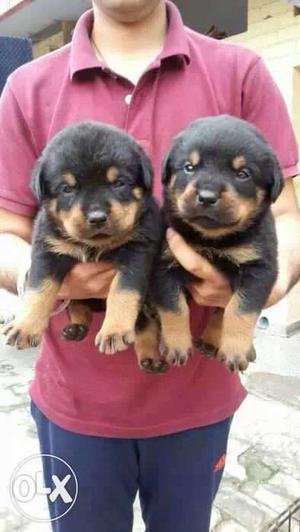 Rottweiler Female  available all over India