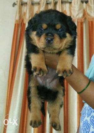 Rottweiler Female puppies available all breeds