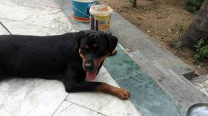 Rottweiler cross puppies for sale contact me