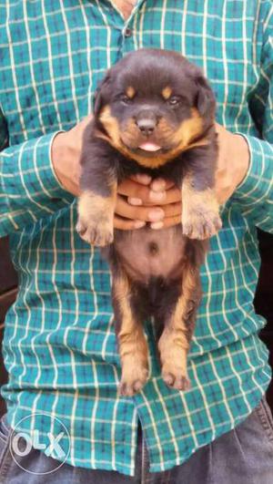 Rottweiler male and female puppies available