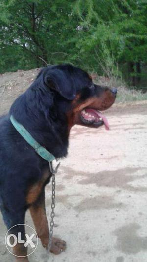 Rottweiler male dog 13 month old