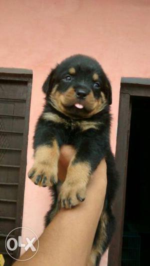 Rottweiler male punch face and pure quality