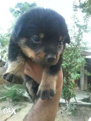 Rottweiler puppies available Female  for