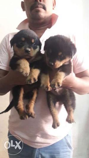 Rottweiler puppy heavy and healthy puppies Female