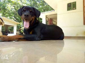 Rottwelier, 7month old male puppY,