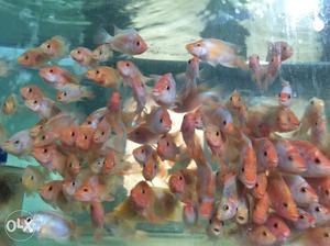 School Of Gray-and-orange African Cichlid