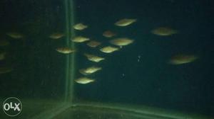 School Of Silver Aquarium Fish