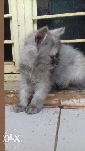 Semi punch grey persain kitty