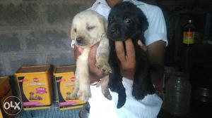 Show quality lab male pups for sell..