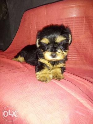 Show quality pup male & fml Yorkihir terrier pup