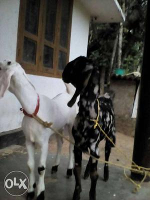 Sirohi,parppasary female 4monthsold goats
