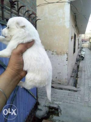 Snow white mini spitz puppies avilable at singh