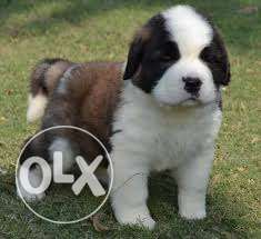 St bernard male imported quality puppies sell to u french