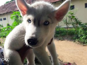Super husky puppy blue eyes