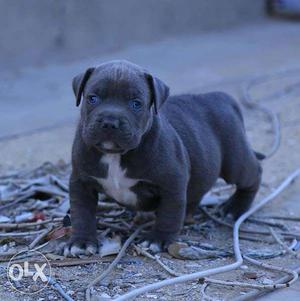 Super quality Pitbull pups available Happy kennel