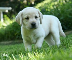 Sweet & High Quality Female Champ Line Puppy Labrador