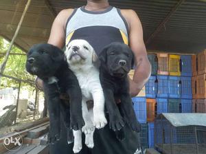 Three Short lab Black And White Puppies 30 days