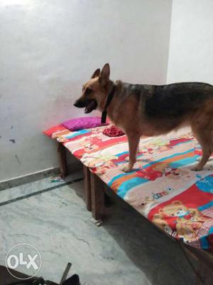 Top quality pure breed gsd female very active