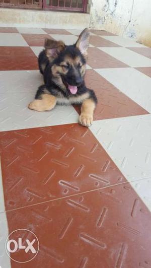 Triple Coat with Heavy bone superb quality GSD
