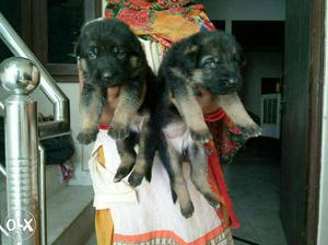 Two Black And Brown German Shepherd Puppies