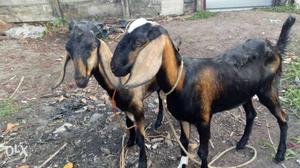 Two Black And Brown Nubian Goats