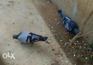 Two Black-and-gray Pigeons