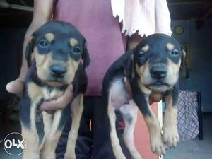 Two Black-and-tan Short Coated Puppies Doberman