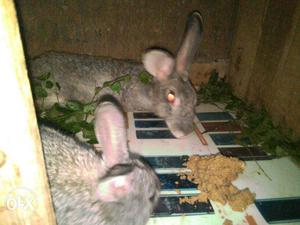 Two Gray Rabbits