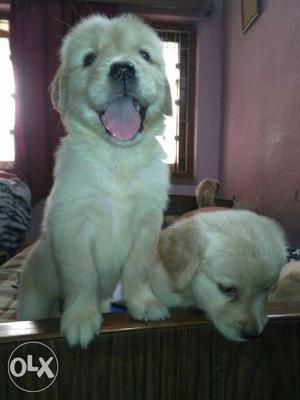 Two Medium Coat Cream-coloured Puppies