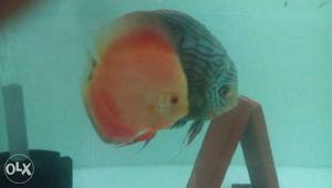 Two Orange And Blue Aquarium Fishes