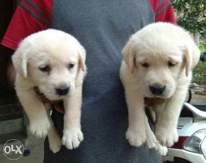 Two Short Coat Beige Puppies