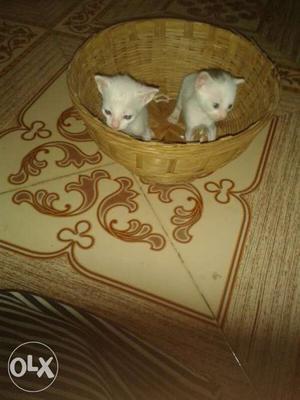 Two White Kitten