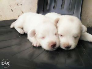 Two White Retriever Puppies