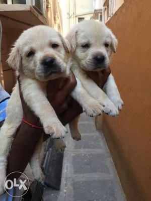 Two Yellow Labrador Puppies