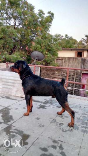 Two year old show quality Male Rottweiler