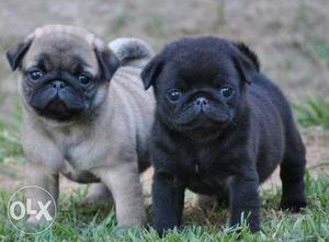 Undernose Face Pug Fawn Black Pups For Sell