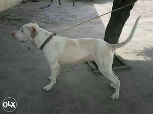 Urgent sale pakistani bully dog