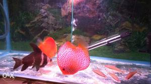 Very good and Healthy Asiatic fish.near 7 inch