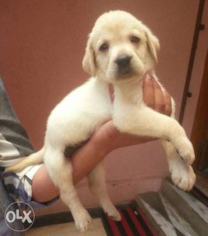 Very good quality labrador puppy with deworm male